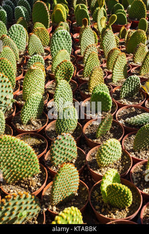 Cacti plantation in nursery, Opuntia Microdasys close up Stock Photo