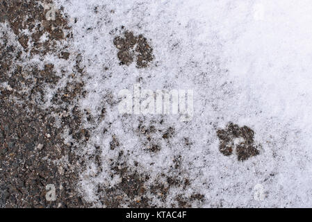 Dogs footprints on the snow, abstract background, snowy texture, pawprints Stock Photo
