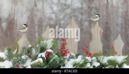 Black-capped chickadee on a festive backyard fence Stock Photo