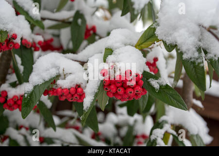 Cotoneaster cornubia tree berries covered in snow Stock Photo