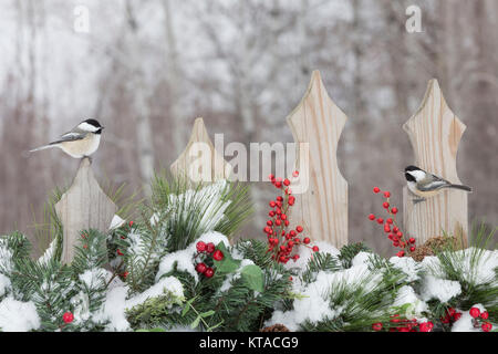 Black-capped chickadee on a festive backyard fence Stock Photo