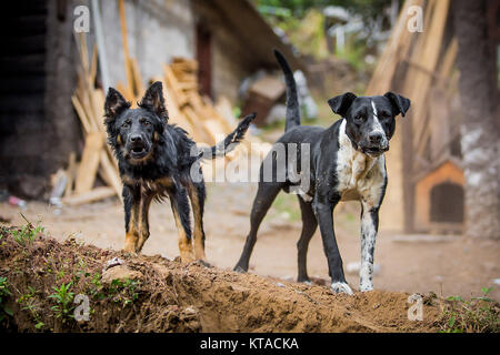 Two angry guard dogs staring at the camera
