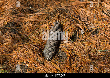 Eastern white pine cone and needles Stock Photo