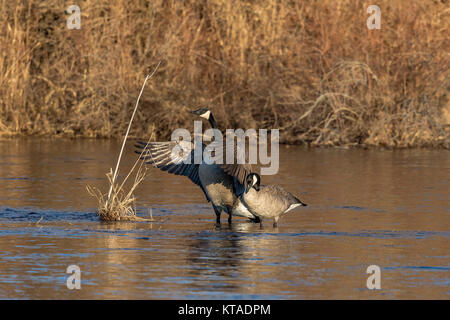 Breeding pair of Canada Geese, Branta canadensis, with young goslings