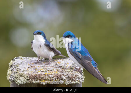 Pair of tree swallows on their nestbox Stock Photo