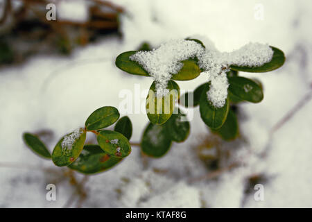 Shrubs of green cowberry under the first snow Stock Photo
