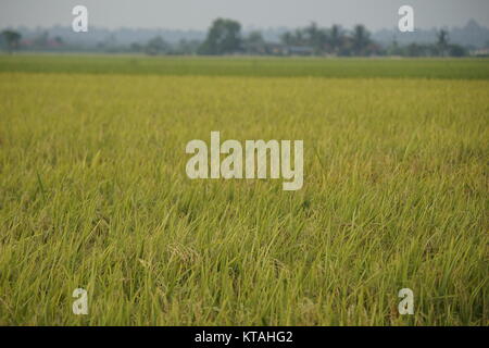 paddy field farm at Sekinchan, Selangor, Malaysia Stock Photo
