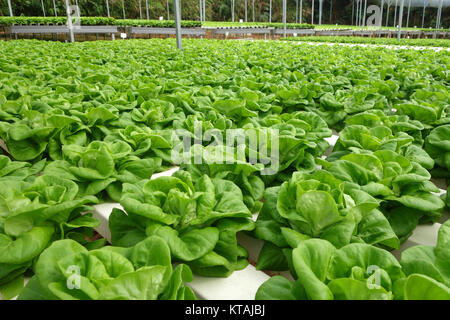 Commercial greenhouse soilless cultivation of vegetables