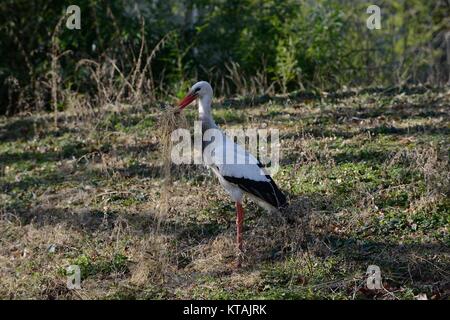 white stork on meadow Stock Photo