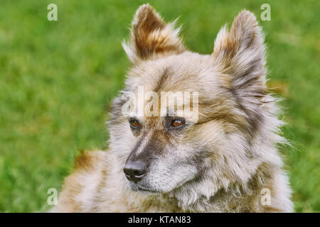 Portrait of Dog Stock Photo