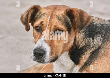 Portrait of Mongrel Stock Photo