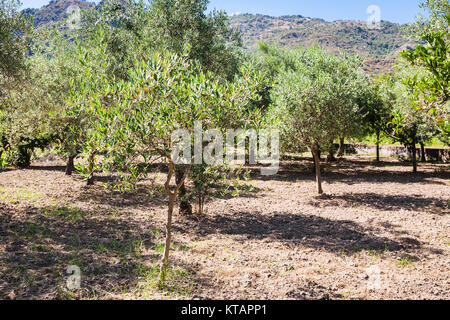 grove of young olive trees in garden in Sicily Stock Photo