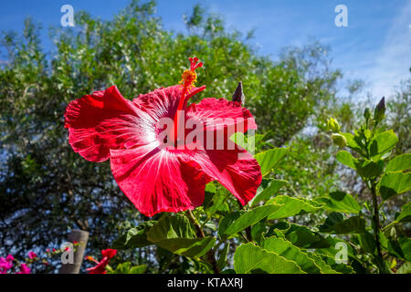 Hibiscus flower Stock Photo