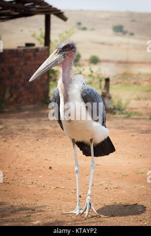 Marabou Stork (Leptoptilos crumenifer) Stock Photo