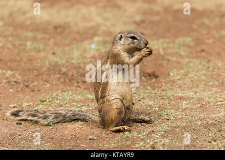 African ground squirrel (Marmotini) portrait eating a nut Stock Photo