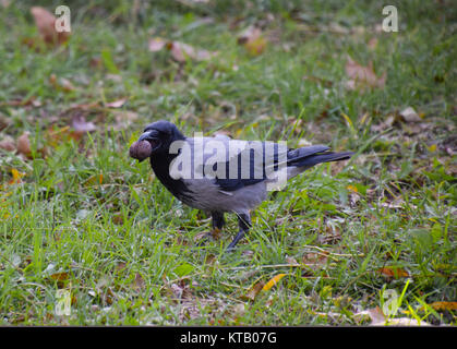 Crow holding an eagle in his beak. Hooded crow on the grass. A bird of the family Corvidae Stock Photo