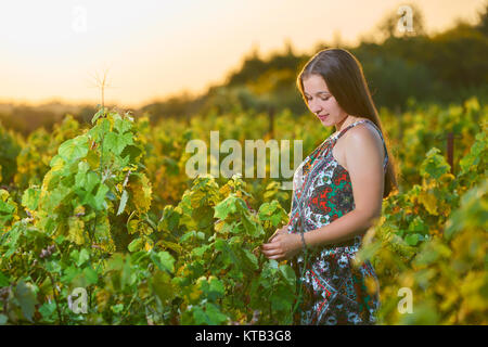 Beautiful young blonde woman harvesting grapes outdoors in vineyard Stock Photo