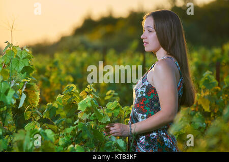 Beautiful young blonde woman harvesting grapes outdoors in vineyard Stock Photo