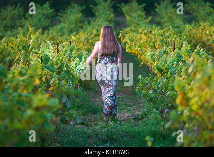 Beautiful young blonde woman harvesting grapes outdoors in vineyard Stock Photo