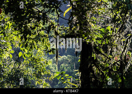 Tingo Maria National Park, Huanuco department, Peru. Stock Photo