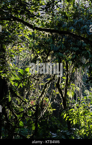 Tingo Maria National Park, Huanuco department, Peru. Stock Photo