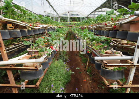 Fresh strawberries that are grown in greenhouses Stock Photo