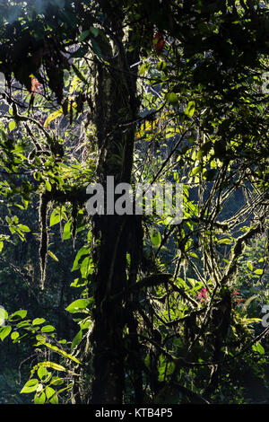 Tingo Maria National Park, Huanuco department, Peru. Stock Photo