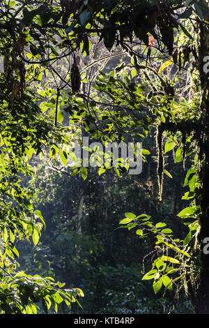 Tingo Maria National Park, Huanuco department, Peru. Stock Photo