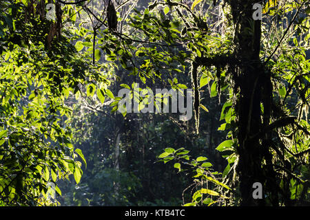 Tingo Maria National Park, Huanuco department, Peru. Stock Photo