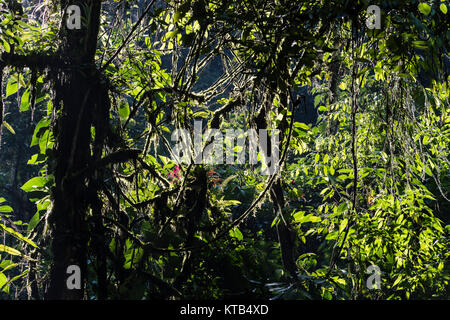 Tingo Maria National Park, Huanuco department, Peru. Stock Photo