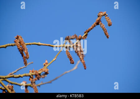 Blooming silver poplar. Silver poplar tree in spring. Poplar Stock Photo