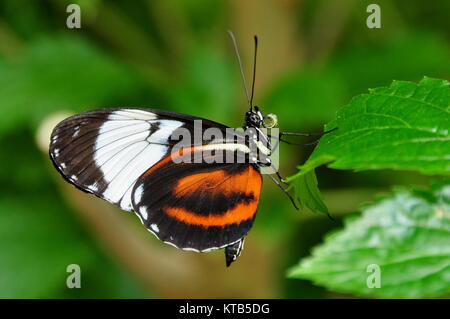 A pollen soaked golden helicon butterfly lands on a plant in the butterfly gardens. Stock Photo