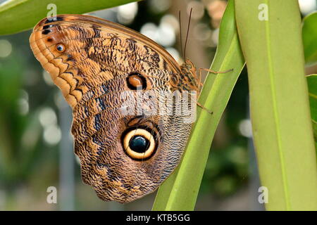 A pretty owl butterfly clings to a plant stalk in the gardens. Stock Photo