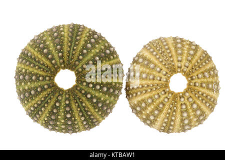 Sea shells of  and green sea urchin ( Echinoidea) isolated on white background. Stock Photo