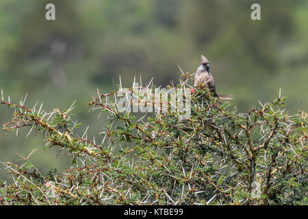 Speckled mousebird (Colius striatus) in an acacia tree, Arusha National Park, Tanzania Stock Photo