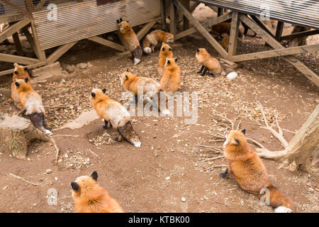 Group of fox waiting for food Stock Photo