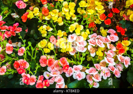 Colorful of   flowers with green leaf