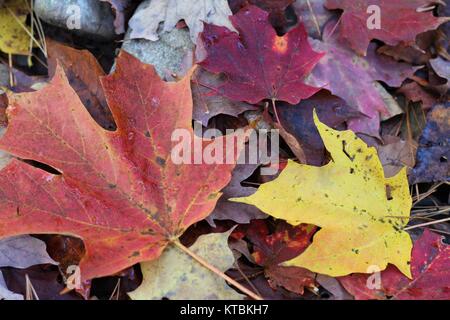 Fall leaves changing colors close up Stock Photo