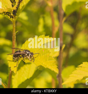 Yellow Jacket Wasp Sitting on Leaf Stock Photo