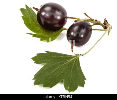 Currant black berries isolated on white background Stock Photo