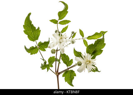 Flowers and leafs of Clematis , lat. Clematis vitalba L., isolated on white background Stock Photo