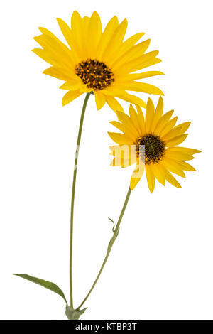 Two yellow flowers, isolated on white background Stock Photo
