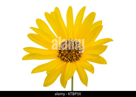 One yellow flower, isolated on white background Stock Photo
