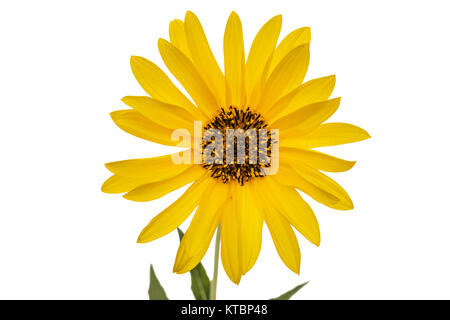 One yellow flower, isolated on white background Stock Photo