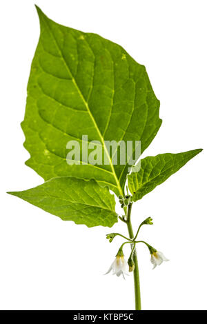 Flowers and leaves of black nightshade, lat. Solanum nígrum, poisonous plant, isolated on white background Stock Photo