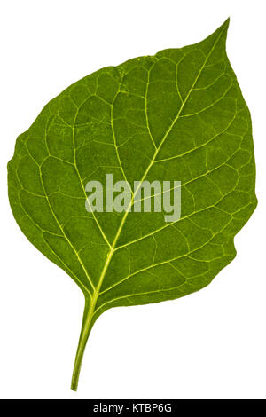 Leaves of black nightshade, lat. Solanum nígrum, poisonous plant, isolated on white background Stock Photo