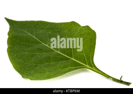 Leaves of black nightshade, lat. Solanum nígrum, poisonous plant, isolated on white background Stock Photo