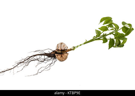 Sprout of a young walnut, isolated on white background Stock Photo