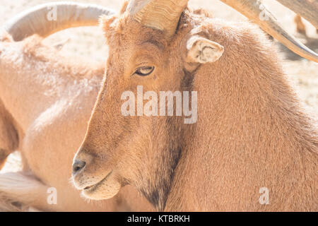 Atlas Muflon resting, Ammotragus lervia Stock Photo