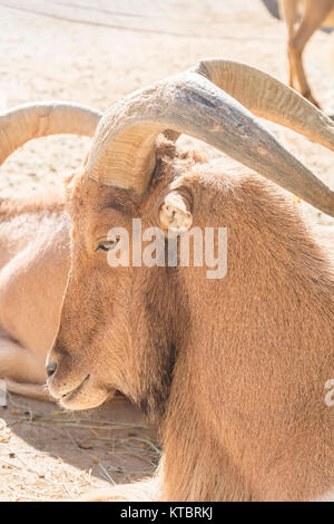 Atlas Muflon resting, Ammotragus lervia Stock Photo
